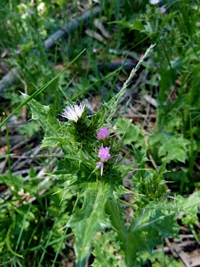 APII jpeg image of Carduus tenuiflorus  © contact APII