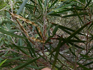 APII jpeg image of Acacia floribunda  © contact APII