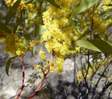 APII jpeg image of Acacia rubida  © contact APII