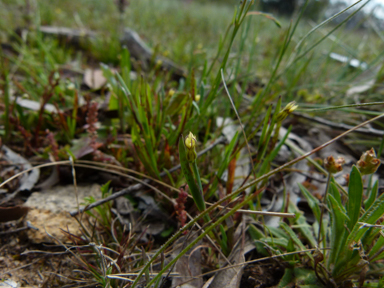 APII jpeg image of Sisyrinchium rosulatum  © contact APII