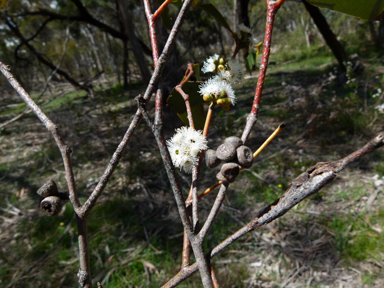 APII jpeg image of Eucalyptus pauciflora  © contact APII