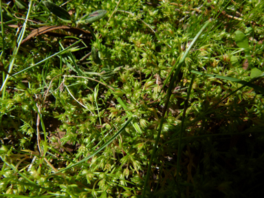 APII jpeg image of Crassula helmsii  © contact APII