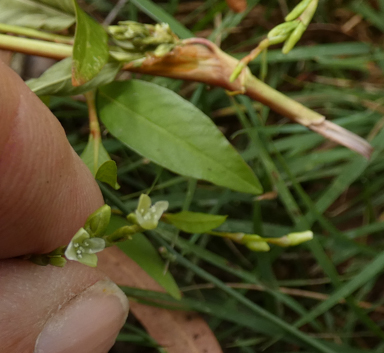 APII jpeg image of Persicaria hydropiper  © contact APII