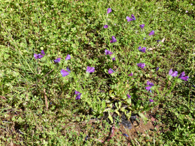 APII jpeg image of Echium plantagineum  © contact APII