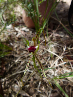 APII jpeg image of Caladenia parva  © contact APII