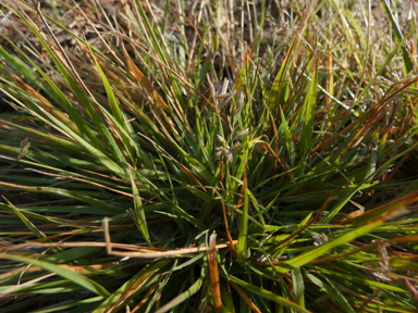 APII jpeg image of Eragrostis brownii  © contact APII