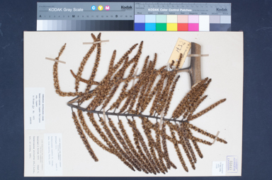 APII jpeg image of Harmsiopanax ingens subsp. ingens  © contact APII