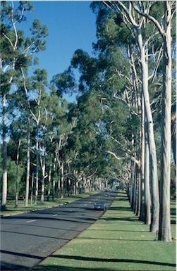 APII jpeg image of Corymbia citriodora  © contact APII