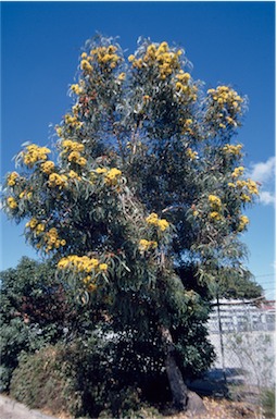 APII jpeg image of Eucalyptus erythrocorys  © contact APII