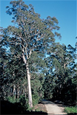 APII jpeg image of Corymbia maculata  © contact APII