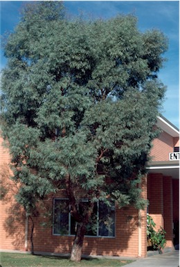 APII jpeg image of Eucalyptus  nicholii  © contact APII