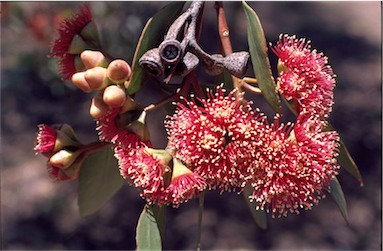 APII jpeg image of Eucalyptus nutans  © contact APII