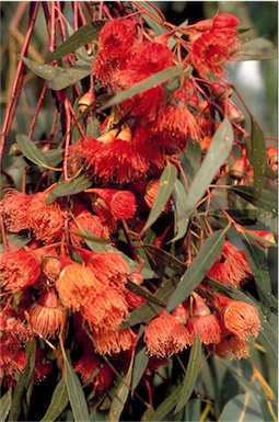 APII jpeg image of Eucalyptus petiolaris  © contact APII