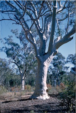 APII jpeg image of Eucalyptus  rossii  © contact APII