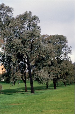 APII jpeg image of Eucalyptus  sideroxylon  © contact APII