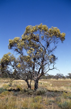 APII jpeg image of Eucalyptus socialis  © contact APII