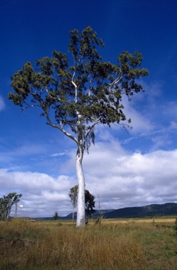 APII jpeg image of Eucalyptus tereticornis  © contact APII