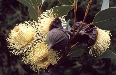 APII jpeg image of Eucalyptus youngiana  © contact APII