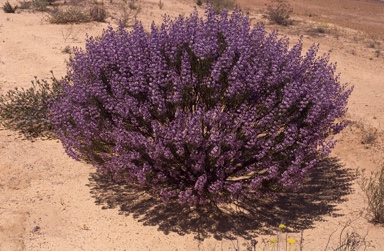 APII jpeg image of Cyanostegia angustifolia  © contact APII