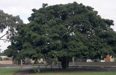 APII jpeg image of Ficus platypoda  © contact APII