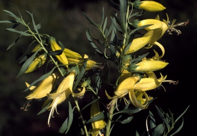 APII jpeg image of Eremophila maculata 'Aurea'  © contact APII