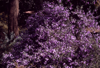 APII jpeg image of Eremophila nivea x drummondii  © contact APII