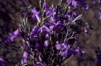 APII jpeg image of Eremophila nivea x drummondii  © contact APII