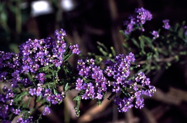 APII jpeg image of Thryptomene stenophylla  © contact APII