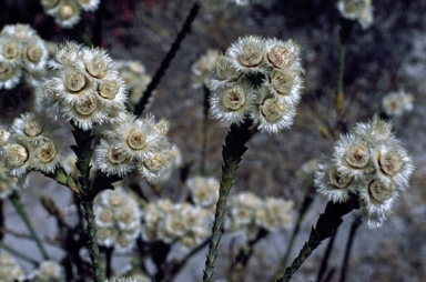 APII jpeg image of Verticordia ovalifolia  © contact APII