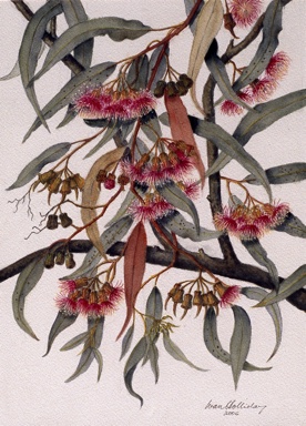 APII jpeg image of Eucalyptus torquata  © contact APII