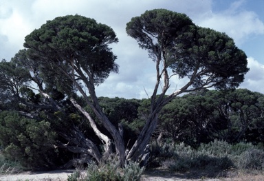 APII jpeg image of Melaleuca halmaturorum  © contact APII