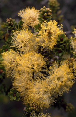 APII jpeg image of Melaleuca huttensis  © contact APII