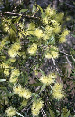 APII jpeg image of Melaleuca nervosa  © contact APII