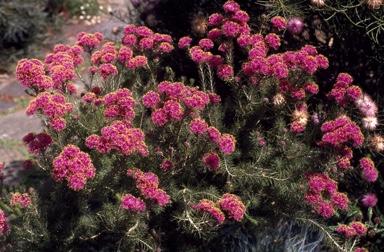 APII jpeg image of Melaleuca trichophylla  © contact APII