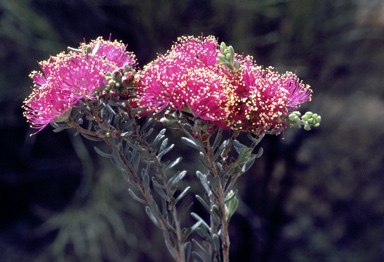 APII jpeg image of Melaleuca tuberculata var. tuberculata  © contact APII