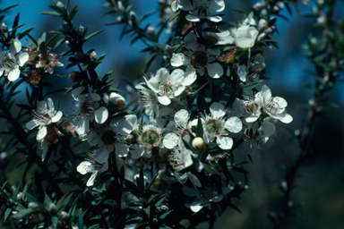 APII jpeg image of Leptospermum continentale  © contact APII