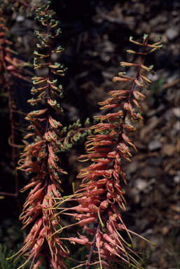 APII jpeg image of Grevillea dryandri  © contact APII