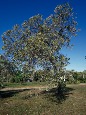 APII jpeg image of Grevillea glauca  © contact APII