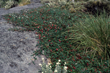 APII jpeg image of Grevillea 'Royal Mantle'  © contact APII