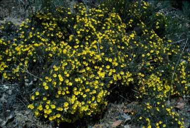 APII jpeg image of Hibbertia fasciculata  © contact APII