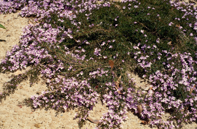 APII jpeg image of Hemiandra pungens  © contact APII