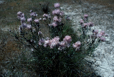 APII jpeg image of Isopogon linearis  © contact APII