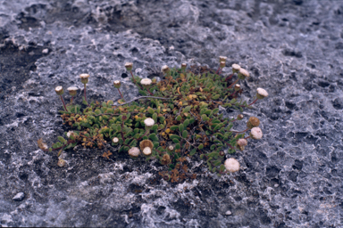 APII jpeg image of Leiocarpa supina  © contact APII