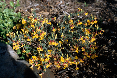 APII jpeg image of Lechenaultia formosa  © contact APII