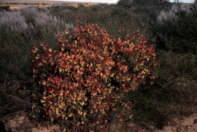 APII jpeg image of Lechenaultia linarioides  © contact APII