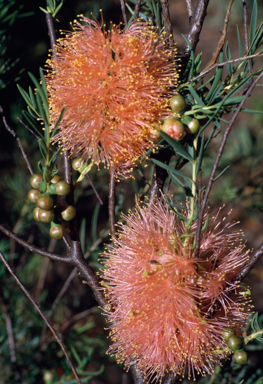 APII jpeg image of Melaleuca fulgens  © contact APII