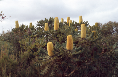 APII jpeg image of Banksia grandis  © contact APII