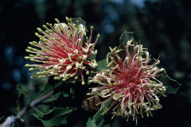 APII jpeg image of Banksia cuneata  © contact APII