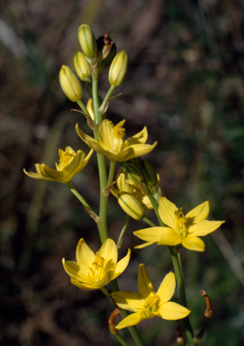 APII jpeg image of Bulbine bulbosa  © contact APII