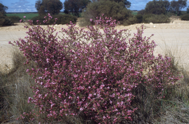 APII jpeg image of Boronia inornata  © contact APII